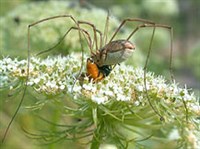 ПАУКООБРАЗНЫЕ (Сенокосец обыкновенный)