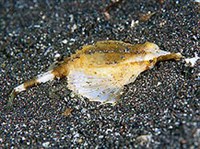 ПЕГАСООБРАЗНЫЕ (Короткохвостый пегас)