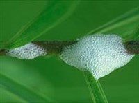 ПЕННИЦЫ (повреждение стебля)