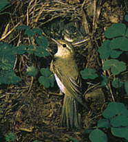 ПЕНОЧКА-ТРЕЩОТКА