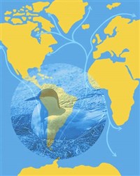 ПЕРЕЛЕТЫ ПТИЦ