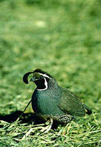 ПЕРЕПЕЛ (калифорнийский хохлатый)