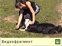 ПЕРЕПОЛЗАНИЕ (видео)