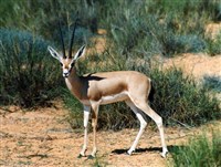 ПЕСЧАНАЯ ГАЗЕЛЬ (Gazella leptoceros)