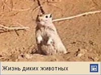 ПЕСЧАНКИ (видефрагмент)