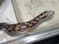 ПЕСЧАНЫЙ УДАВЧИК (Eryx miliaris)