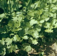 ПЕТРУШКА огородная