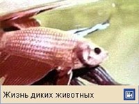 ПЕТУШКИ (видео)