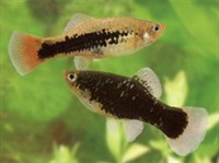 ПЕЦИЛИЯ ТРЕХЦВЕТНАЯ