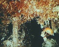 ПЕЩЕРЫ (друзы кальцита в Гаурской пещере)