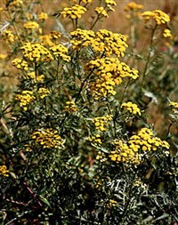 ПИЖМА ОБЫКНОВЕННАЯ