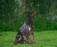 ПИКАРДИЙСКИЙ ЭПАНЬОЛЬ