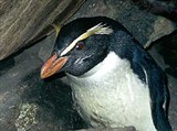 ПИНГВИН Виктории (голова)