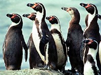 ПИНГВИН Гумбольдта (группа)