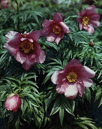 ПИОН УКЛОНЯЮЩИЙСЯ (марьин корень)