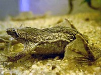 ПИПОВЫЕ (Карликовая бразильская пипа)