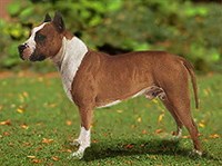 ПИТ-бультерьер