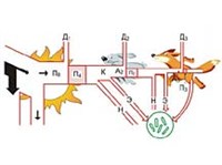 ПИЩЕВАЯ ЦЕПЬ