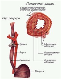 ПИЩЕВОД (схема)