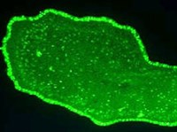 ПЛАСТИНЧАТЫЕ (Фагоцителлозои)