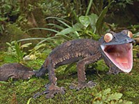 ПЛОСКОХВОСТЫЙ ГЕККОН (Uroplatus fimbriatus)