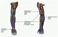 ПОВЕРХНОСТНЫЕ ВЕНЫ ВЕРХНЕЙ КОНЕЧНОСТИ