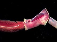 ПОГОНОФОРЫ (Рифтия)