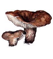 ПОДГРУЗДОК (подгруздок черный, или чернушка)