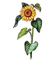 ПОДСОЛНЕЧНИК (рисунок)