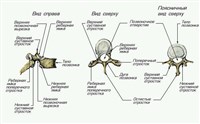 ПОЗВОНКИ (грудные и поясничные)