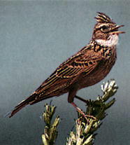 ПОЛЕВОЙ ЖАВОРОНОК