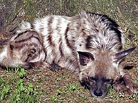 ПОЛОСАТАЯ ГИЕНА (Hyaena hyaena)