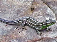 ПОЛОСАТАЯ ЯЩЕРИЦА (Lacerta strigata)