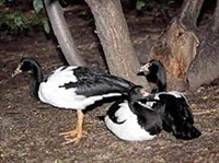 ПОЛУЛАПЧАТЫЙ ГУСЬ (Anseranas semipalmata)