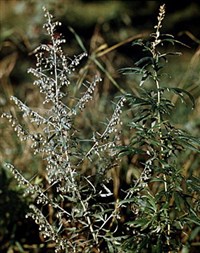 ПОЛЫНЬ ГОРЬКАЯ (цветение)