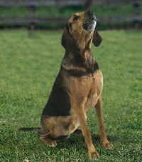 ПОЛЬСКАЯ ГОНЧАЯ