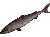 ПОЛЯРНАЯ АКУЛА (рисунок)