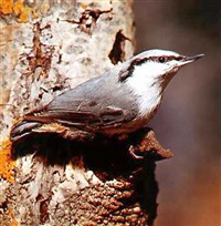 ПОПОЛЗЕНЬ обыкновенный