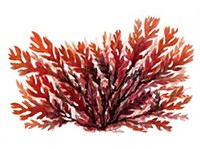 ПОРФИРА (рисунок)