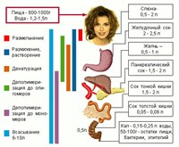ПОСЛЕДОВАТЕЛЬНОСТЬ ПРОЦЕССОВ В ПИЩЕВАРИТЕЛЬНОМ «КОНВЕЙРЕ»