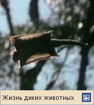 ПОССУМ (видеофрагмент)