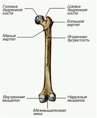 ПРАВАЯ БЕДРЕННАЯ КОСТЬ (вид сзади)