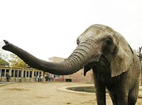 ПРАЖСКИЙ ЗООПАРК (слон)