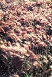 ПРОДУЦЕНТЫ