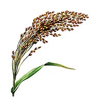 ПРОСО (обыкновенное)