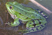 ПРУДОВАЯ ЛЯГУШКА (Rana esculenta)