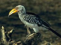 ПТИЦА-НОСОРОГ (желтоклювый токо)