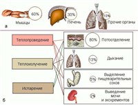 ПУТИ ТЕПЛОПРОДУКЦИИ И ТЕПЛООТДАЧИ