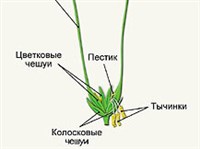 ПШЕНИЦА (строение колоса, схема)