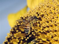 ПЫЛЬЦА (пчела)